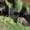 Weed, Algae & Silt Choked Ponds and Ditches