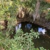 Weed, Algae & Silt Choked Ponds and Ditches