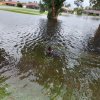 The Memorial Day Flood