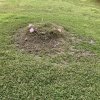 Stump Removal Needed