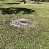 Stump Removal Needed